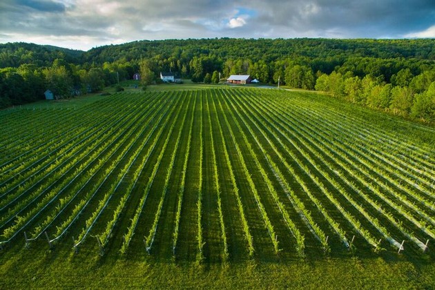 Matching style, variety and soil. Organic sparkling wine