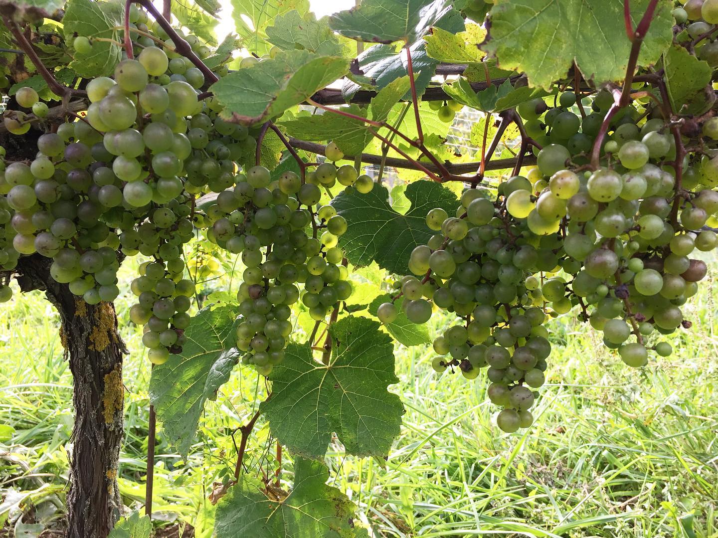 L’Acadie Blanc grapes growing in Nova Scotia vineyard