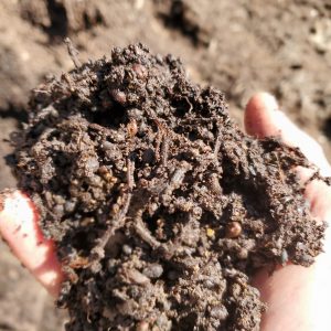 composted grape pomace soil